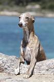 WHIPPET 061